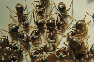 Black Carpenter Ant Cluster