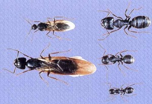 Carpenter Ant Body Lengths