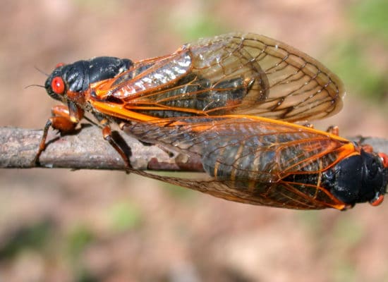 17-Year Cicadas to Emerge in May 2021