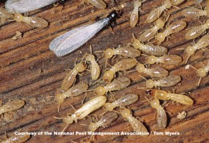 Various Termite Bodies