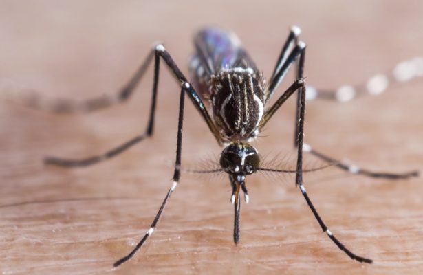 6 Ways to Prevent Mosquito Bites