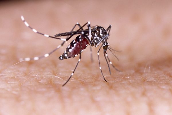 Zika Virus: 5 Things You Need to Know