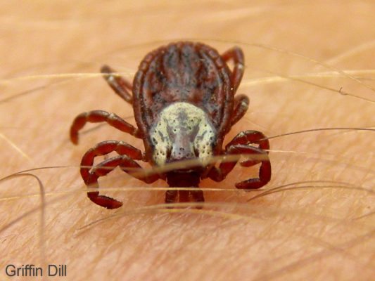 Female American Dog Tick, Courtesy of Griffin Dill, UMaine Cooperative Extension.