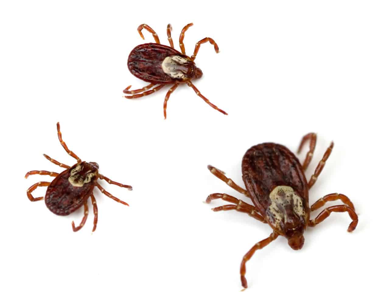 Tick Borne Diseases in New England Modern Pest