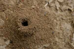 Ant Hill