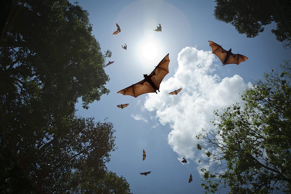 Bats in flight