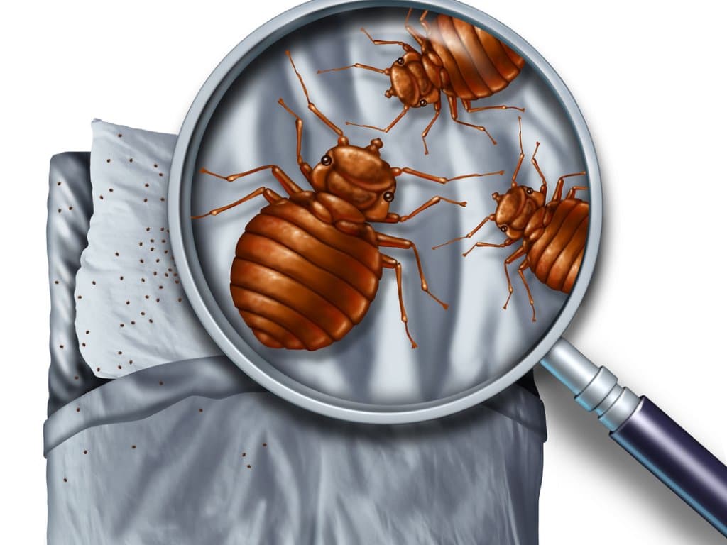 do bed bugs travel house to house