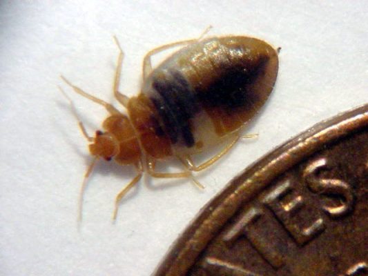 Don’t Bring Bed Bugs Home for the Holidays