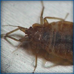 Updated Bed Bug Report for New Hampshire
