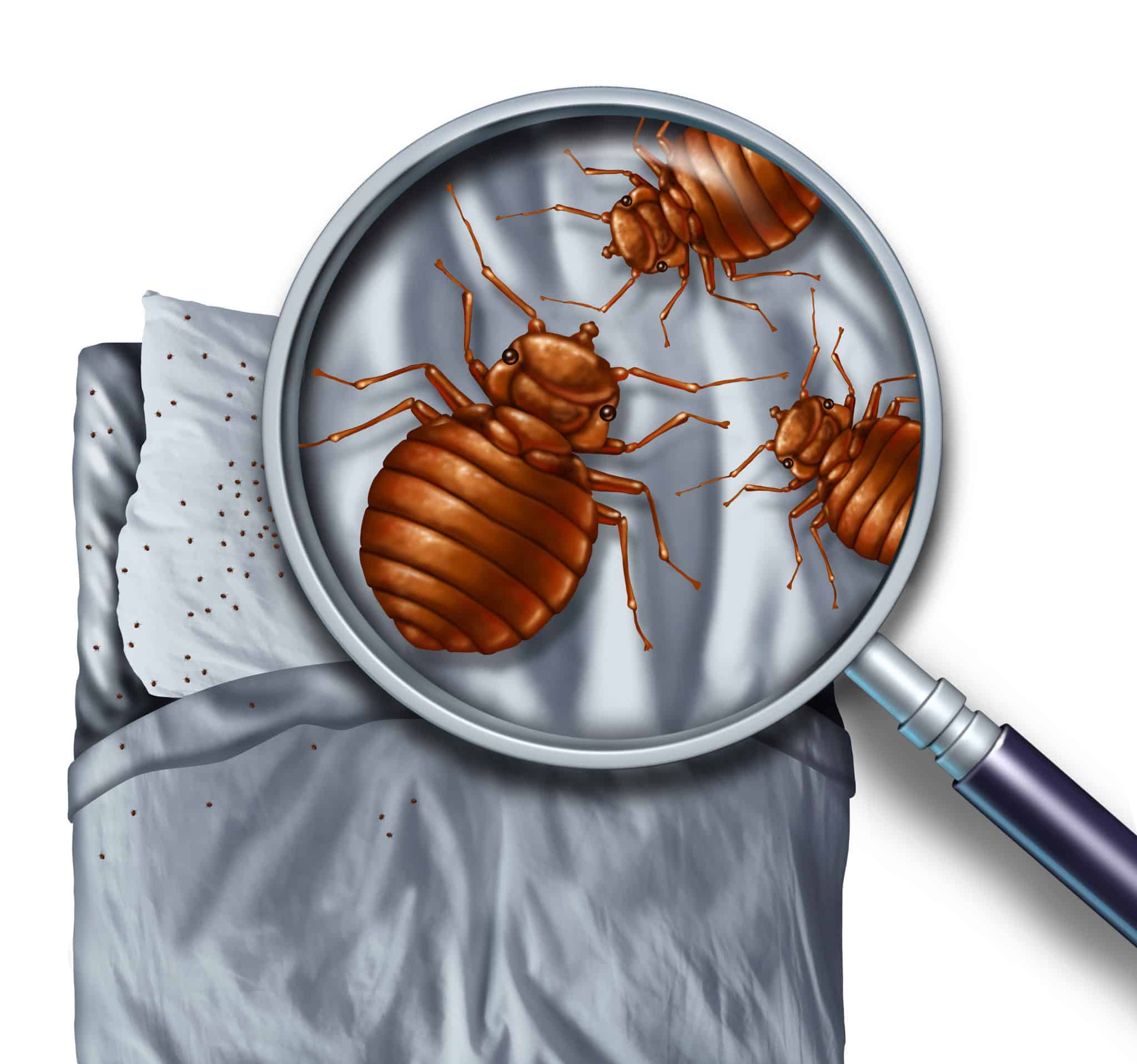 Illustration of bed bugs on a bed viewed through a magnifying glass