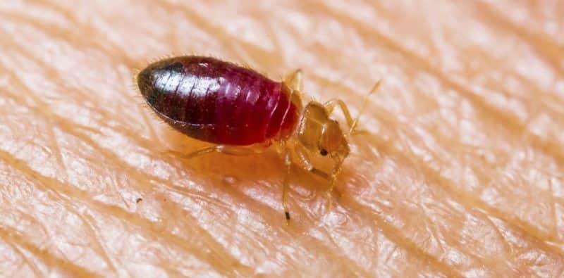 Are there Health Risks to Bed Bugs?