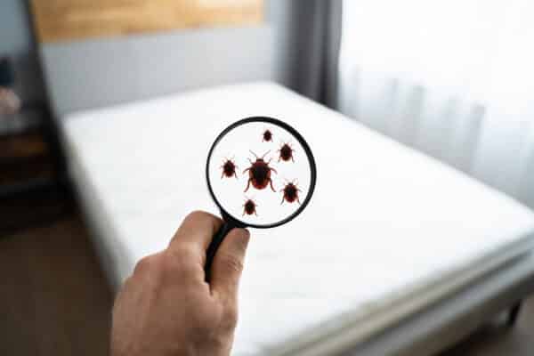 How to Achieve a Bedbug-Free Start to School