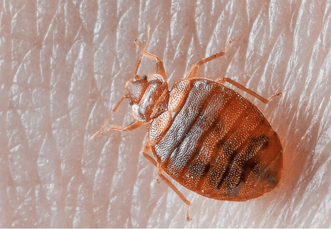Bed Bug on Skin