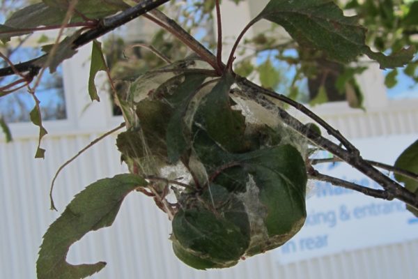 Browntail moth cocoon