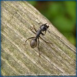 Black Carpenter Ant on Wood
