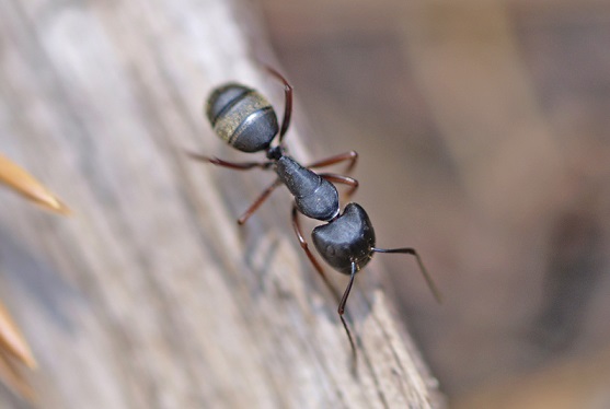 Carpenter Ant on Wood