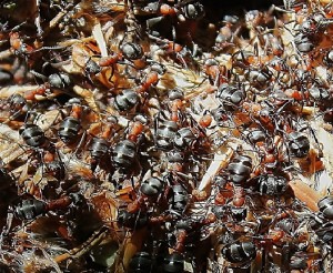 Red Carpenter Ants