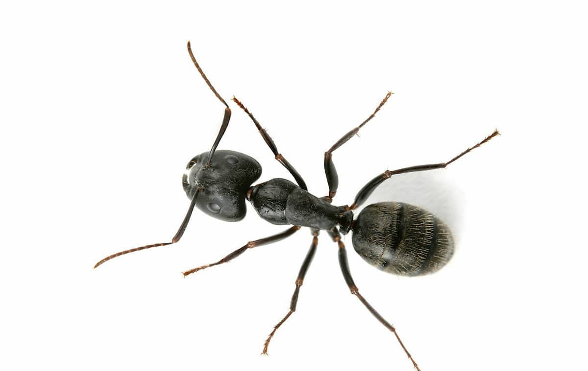 Protect your Home from Carpenter Ants