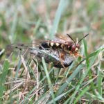 Cicada killer dragging a cicada in grass.