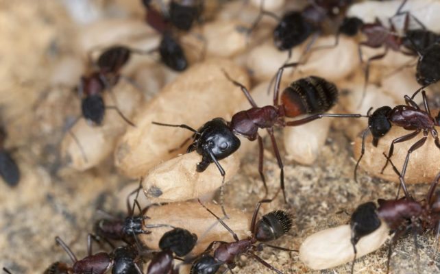 Swarm of carpenter ants show the difference between them and termites.