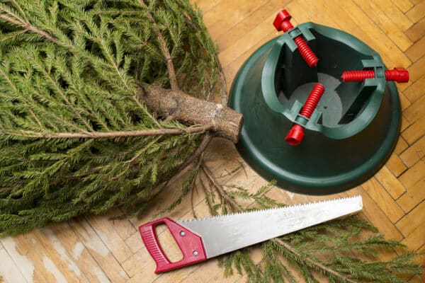 Are There Bugs in Your Christmas Tree?