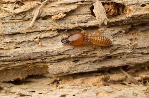 Three Reasons to Avoid Do-It-Yourself Termite Removal