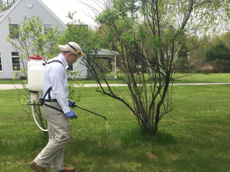 Mosquitoes in New England A Comprehensive Guide Modern Pest Services