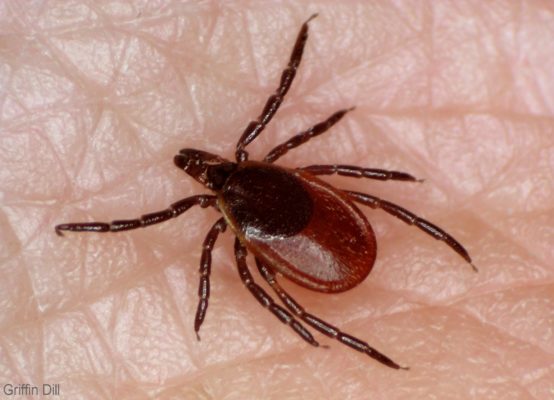 Female Deer Tick, Courtesy of Griffin Dill, UMaine Cooperative Extension.