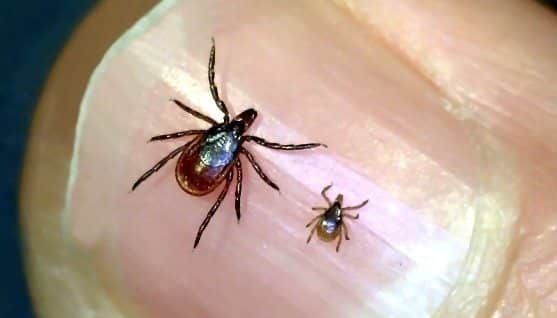 Adult Female and Nymph Deer Tick, Courtesy of Griffin Dill, UMaine Cooperative Extension.