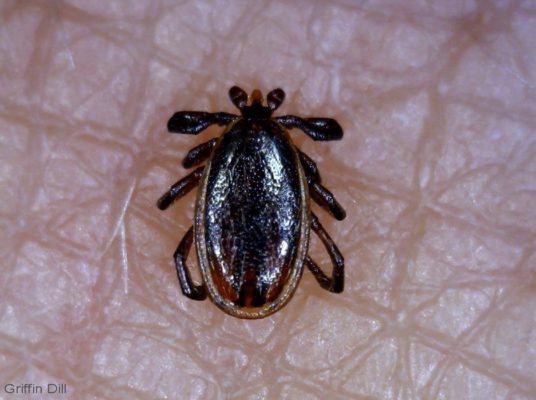 Male Deer Tick, Courtesy of Griffin Dill, UMaine Cooperative Extension.