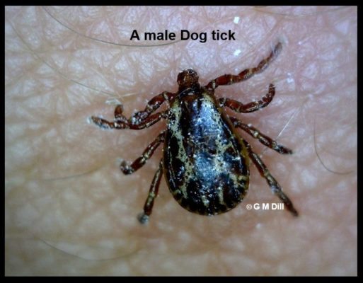 Male American Dog Tick, Courtesy of Griffin Dill, UMaine Cooperative Extension.