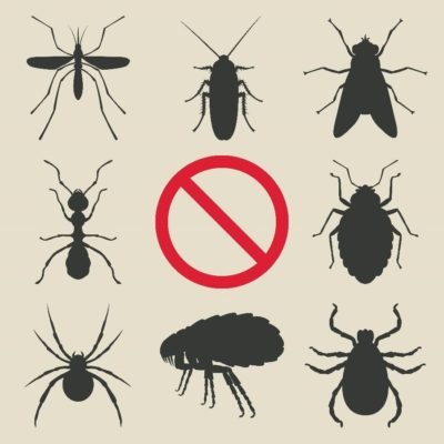 Top 5 Pests that are Worth Hating