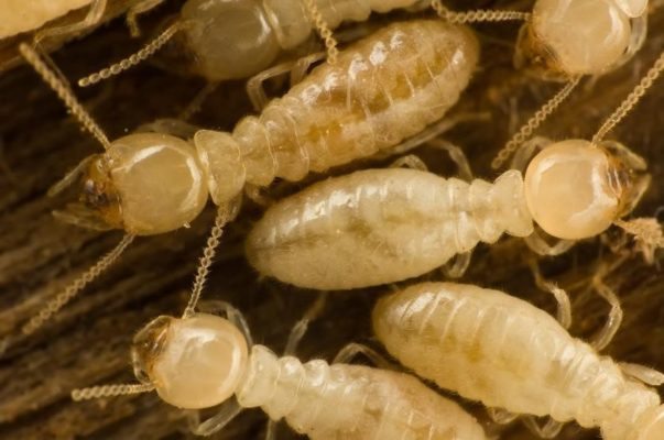 The Modern Guide to Termites
