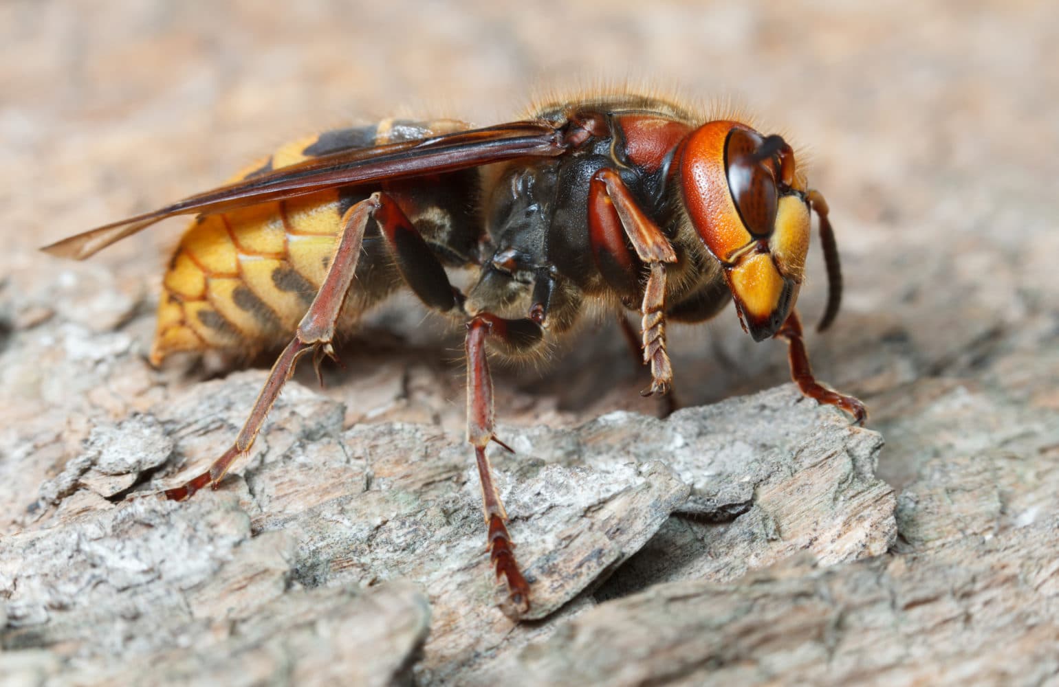The Dangers of Hornets | Hornet Prevention | Modern Pest