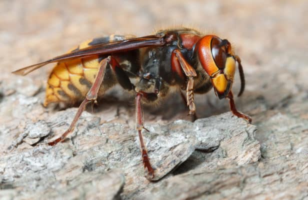 European hornet