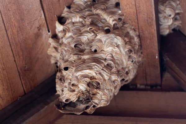 European hornet nest