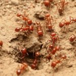 European fire ants