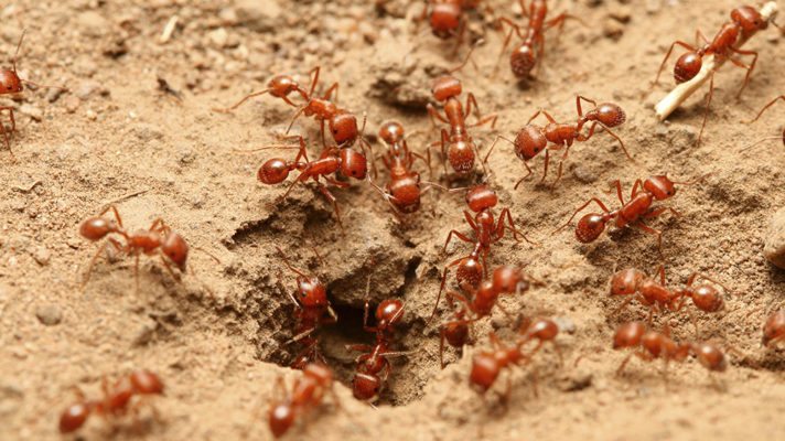 Why the Fuss over Fire Ants?
