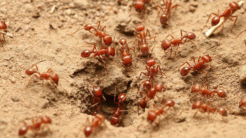 TASJOLHAR??!! - Página 32 FireAnts-web