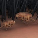 3D rendering of animal fleas