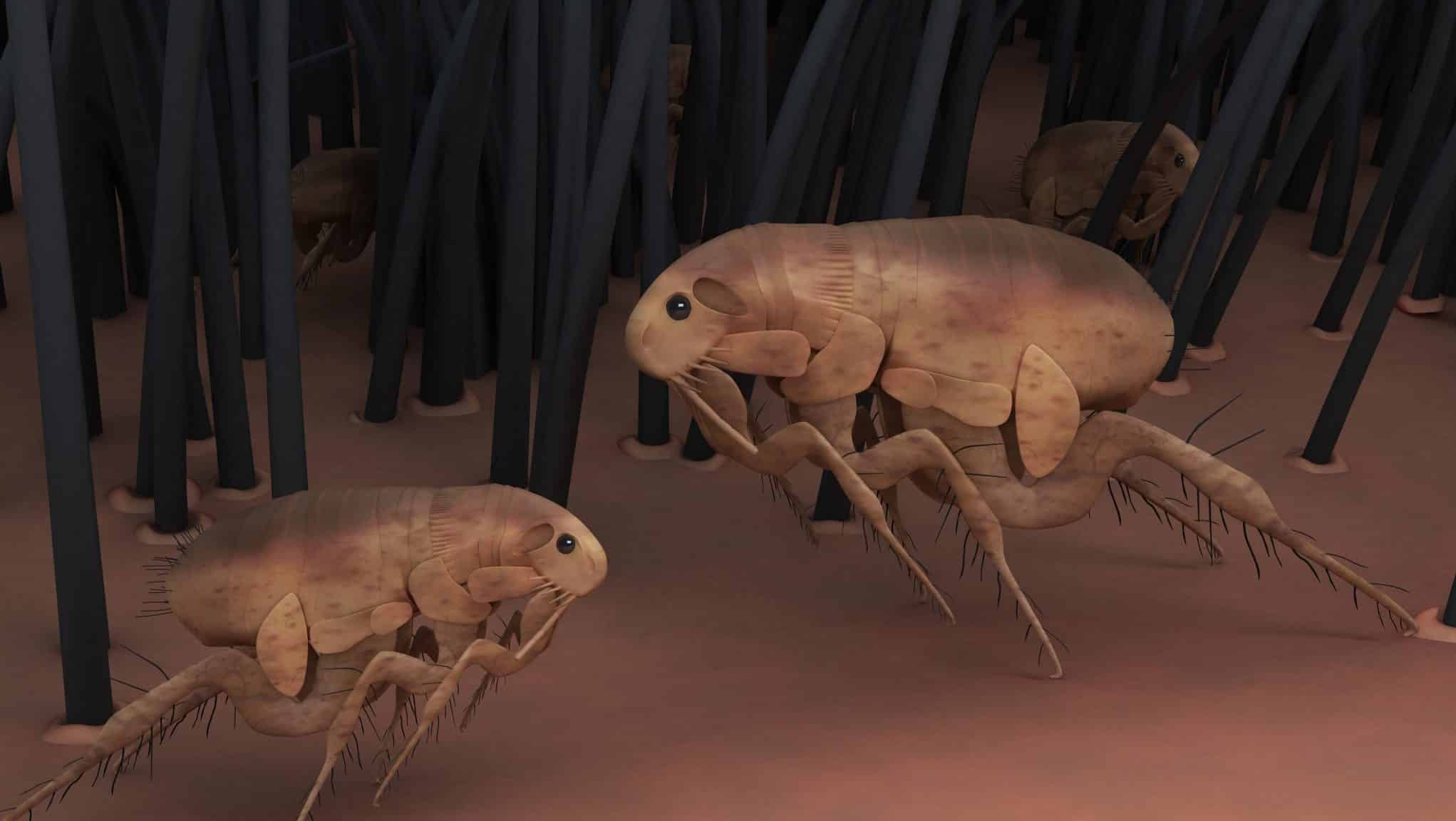 3D rendering of animal fleas