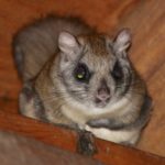 Flying Squirrel in Attic Image