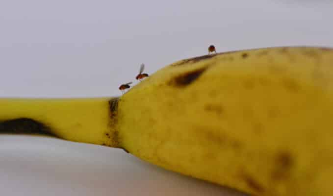 Tips for Getting Rid of and Preventing Fruit Flies