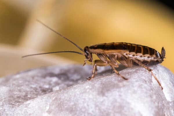 Are Cockroaches Hiding in Your Home?