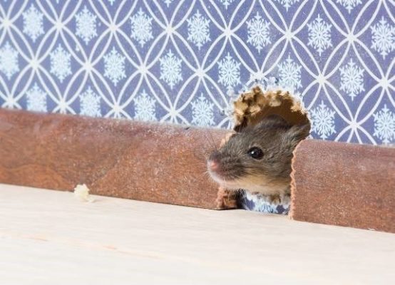 Get Proactive About House Mice