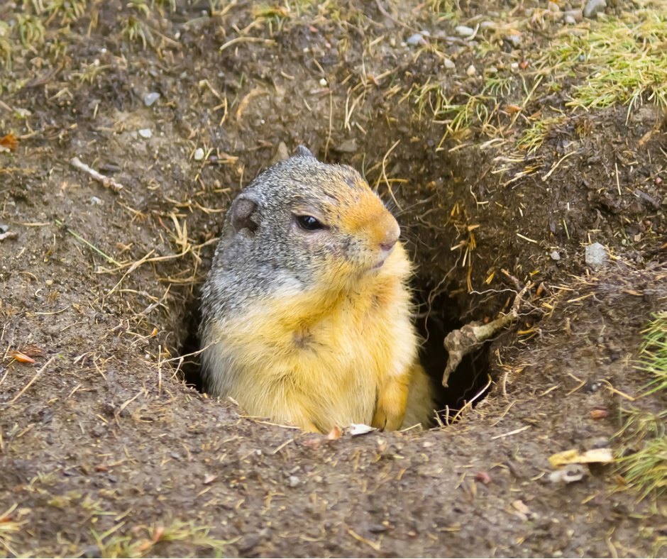 A gopher sits in his burrow hole