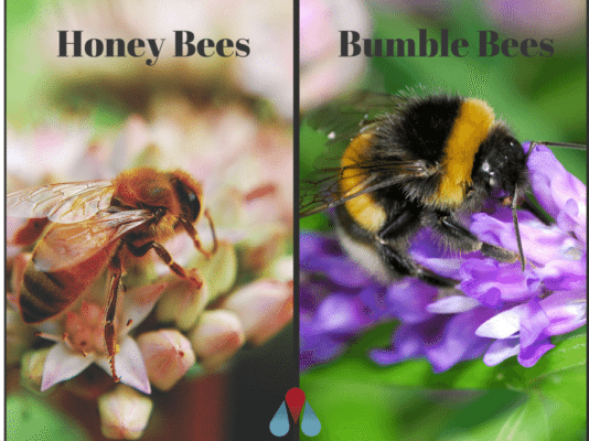 Honey Bee V. Bumblebee