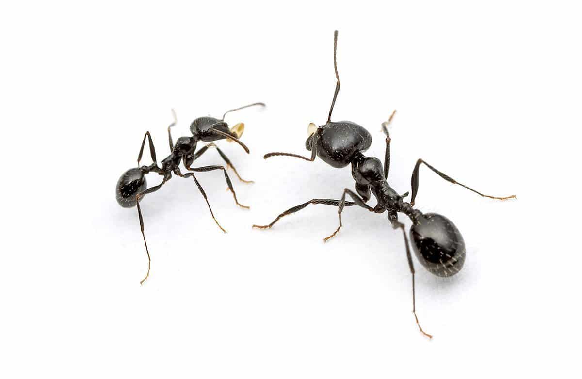 House ant identification for pest control in ME, MA, and NH