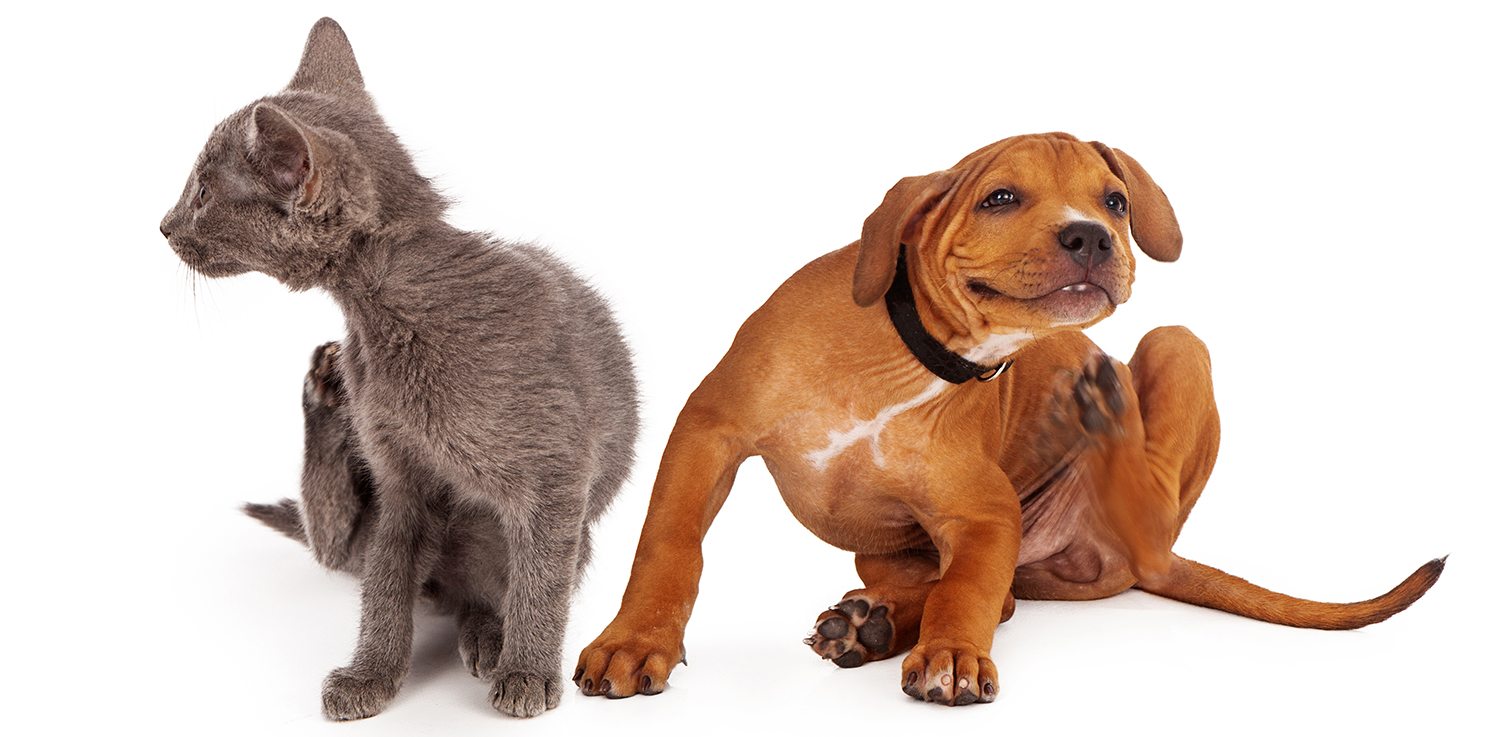 Cat and Dog with Fleas