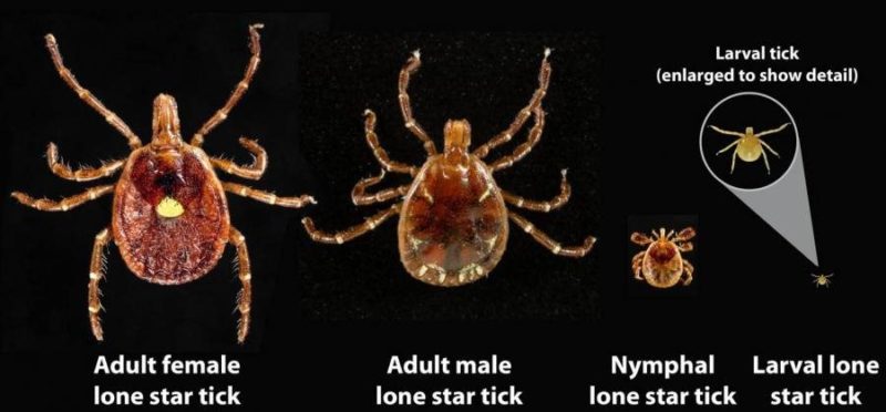 life cycle of lone star tick